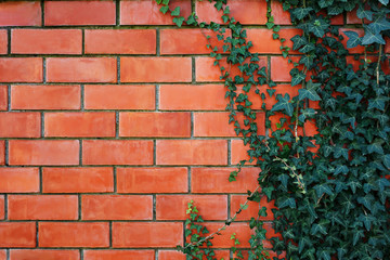 ivy plant on a red brick wall.