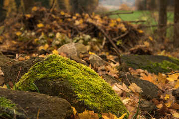 grüner stein im herbst