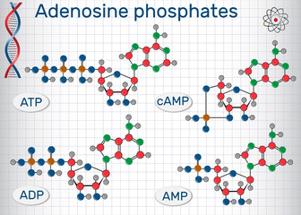 Structural formulas Adenosine phosphates nucleotides  :  AMP, ADP, ATPcAMP. Building blocks of nucleic acids. Sheet of paper in a cage