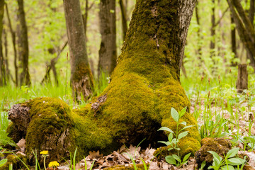 Tree in the forest