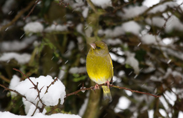 Greenfinch (Carduelis chloris) perched in snowy hedgerow