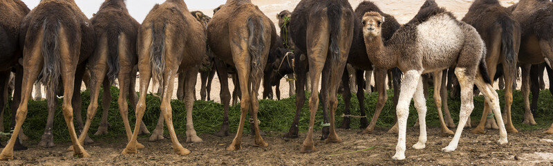 panorama of baby camel walking behind the backs of adult camels