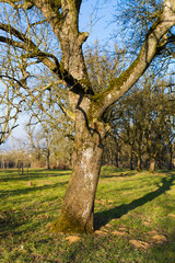 Obraz premium pear tree