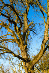 pear tree