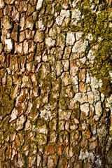 pear tree