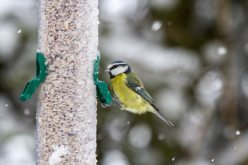 Blue Tit (Cyanistes caeruleus) on feeder in Winter Snow