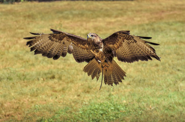 Eagle in flight before landing.