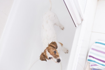 cute lovely white and brown small dog wet in bathtub looking at the camera. white background. Indoors