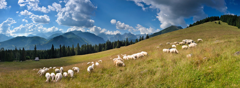 Wypas owiec na Rusinowej Polanie © Ola i Eryk
