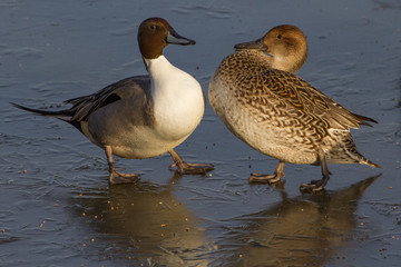 Pair of Pintail Ducks (Anas acuta) on Ice