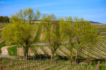 B&auml;ume in den Weinbergen