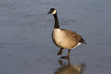 Canada Goose (Branta Canadensis) walking on Ice