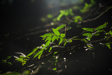 Leaves  sunshine leaf