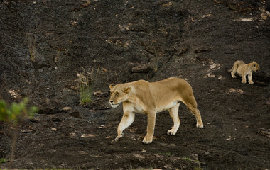 Naklejka na ściany i meble Lioness and cubs in Masai Mara
