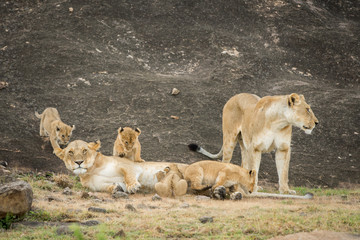 Female lion nursing cubs in Masai Mara Game Reserve, Kenya