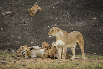 Female lion nursing cubs in Masai Mara Game Reserve, Kenya
