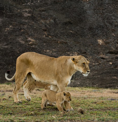Fototapeta na wymiar Lioness and cubs in Masai Mara