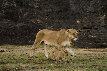 Naklejka na ściany i meble Lioness and cubs in Masai Mara