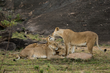 Naklejka na ściany i meble Female lions and cubs