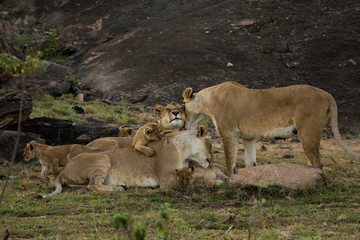 Fototapeta na wymiar Female lions and cubs