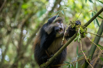 Golden monkey feeding