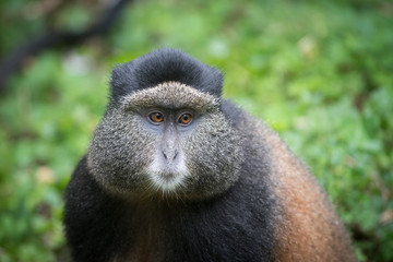Portrait of golden monkey