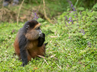Portrait of golden monkey