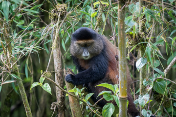 Fototapeta premium Golden monkey in Volcanoes National Park