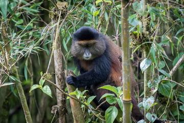Golden monkey in Volcanoes National Park