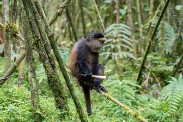 Golden monkey in Volcanoes National Park