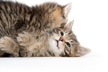 Two cute kittens playing