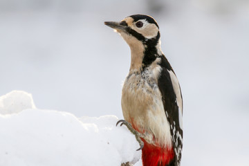 Greater Spotted Woodpecker (Dendrocopos major) in Snow