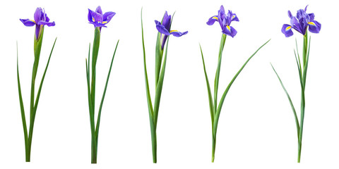 Spring iris flowers isolated © firewings