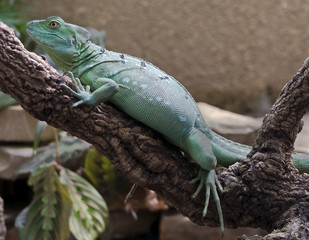 Fototapeta premium Green basilisk. Latin name - Basilicus plumifrons