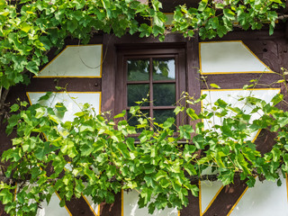 Fototapeta na wymiar Mit Weinreben umrahmtes Fenster eines Fachwerkhauses
