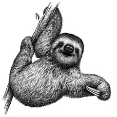 black and white engrave isolated sloth illustration © Turaev