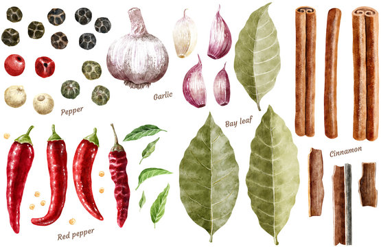 Spice collection watercolor illustration, isolated on white