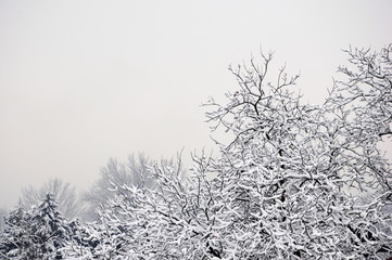 Trees in winter covered with snow
