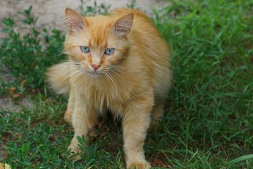 Naklejka na ściany i meble красивый рыжий кот сидит в зелёной траве