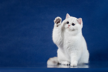 Fototapeta premium Brytyjski krótkowłosy figlarny kot o magicznych niebieskich oczach podniósł łapę do góry, jakby mówiąc „Cześć”. Kociak Wielkiej Brytanii siedzi na niebieskim tle z odbiciem, kopia miejsca na tekst.