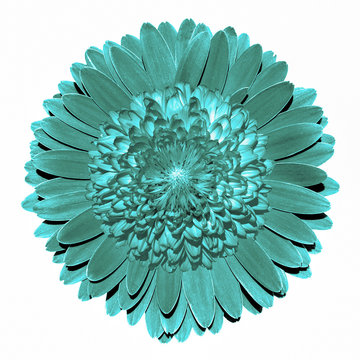 Fototapeta Surrealistic fantasy turquoise flower macro isolated on white