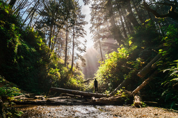 Girl standing on log in fern covered forest canyon. 