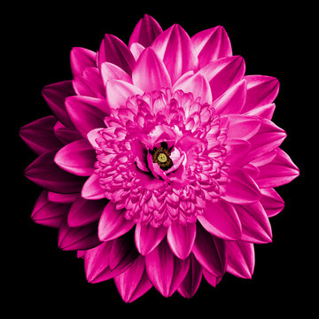 Fototapeta Surrealistic fantasy pink flower macro isolated on black