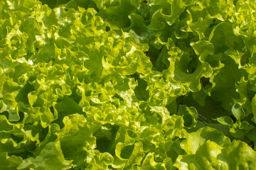 fresh lettuce leaves