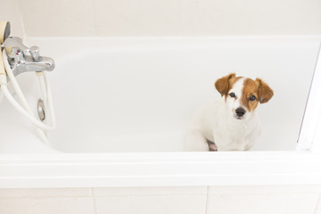 cute lovely white and brown small dog wet in bathtub looking at the camera. white background. Indoors