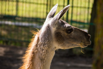 Lama guanaco (Lama guanicoe)