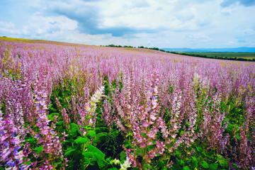 Blooming field . Salvia pratensis.