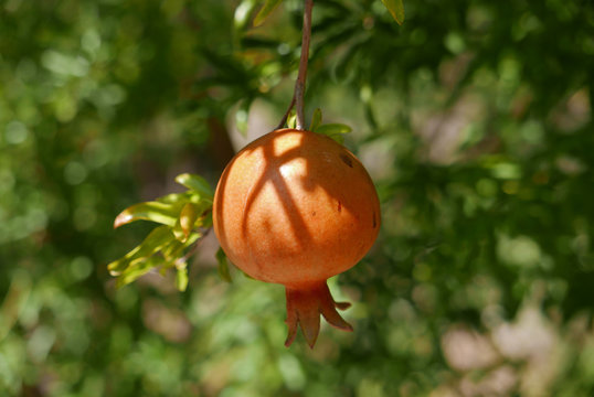 Granatapfel (punica granatum) am Baum