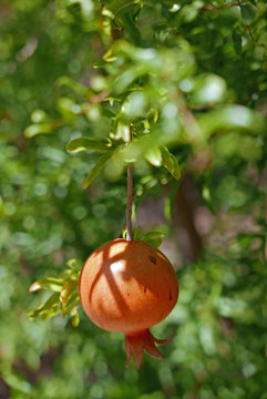 Granatapfel (punica granatum) am Baum
