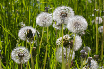 dandelions on the field close-up